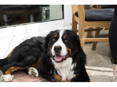 6. Simson MZ Ausfahrt am 6.5.2017