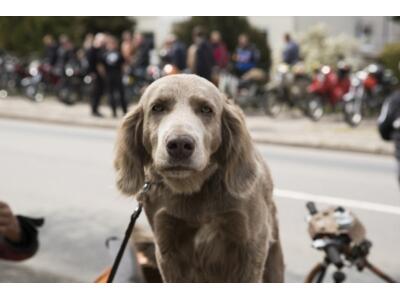 6. Simson MZ Ausfahrt am 6.5.2017