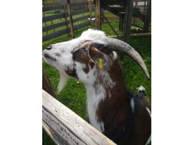 Tour und Test vom Haibike SDURO FullSeven LT 6.0