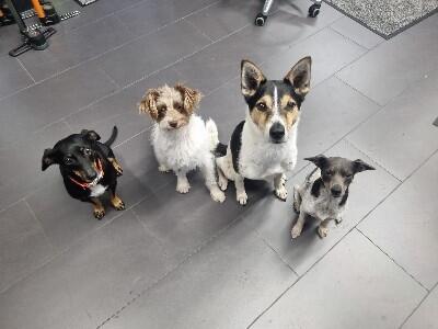 Marley, Bella, Mischka & Letty