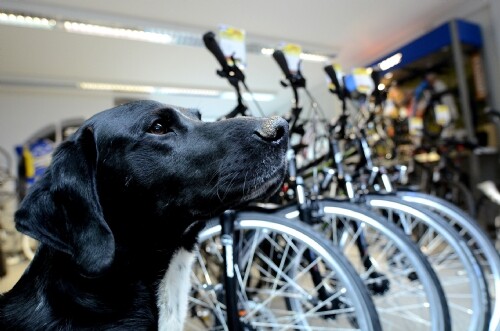 Firma Fahrradwelt Seng in 36100 Petersberg bei